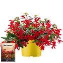 Bild von Ms P12 Begonia groovy Red